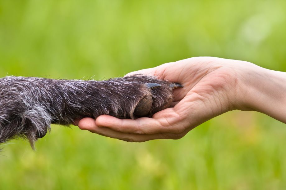 Nicola Paoli educatore cinofilo - addestratore cani Trento - Alimentazione cani - Capire la qualità delle crocchette