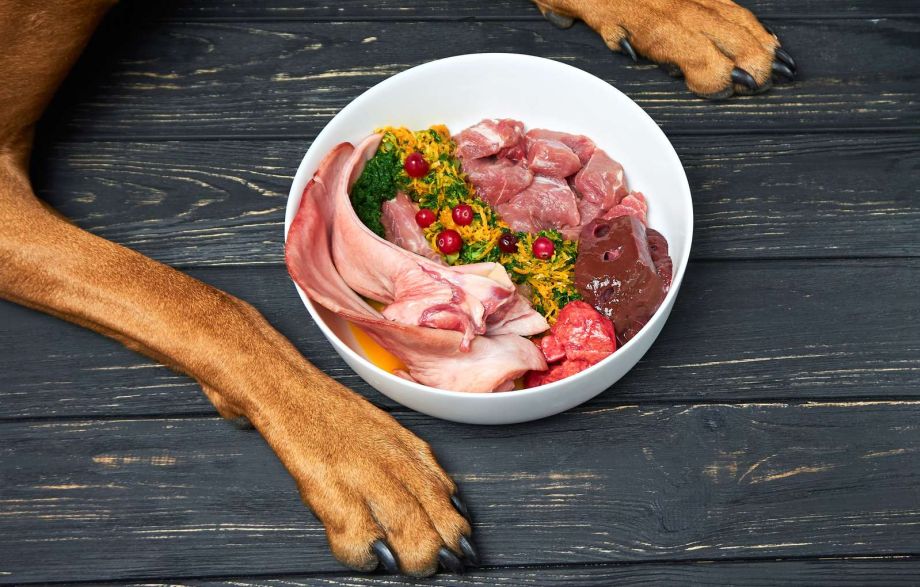 Nicola Paoli educatore cinofilo - addestratore cani Trento - Alimentazione cani - Reico cibo per cani di qualità