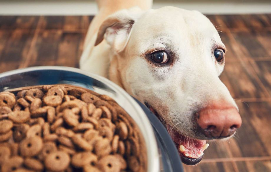 Nicola Paoli educatore cinofilo - addestratore cani Trento - Alimentazione cani - Capire la qualità delle crocchette
