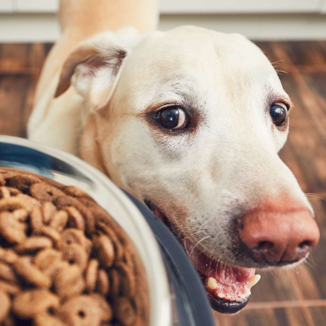Nicola Paoli educatore cinofilo - addestratore cani Trento - Alimentazione cani - Capire la qualità delle crocchette