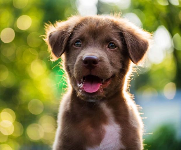 Gli animali provano emozioni, sentimenti e formulano pensieri? Le ricerche scientifiche degli ultimi decenni hanno rivoluzionato il nostro modo di comprendere la mente animale. In questo articolo analizziamo cosa sappiamo oggi e alcune esperienze personali che invitano a riflettere.