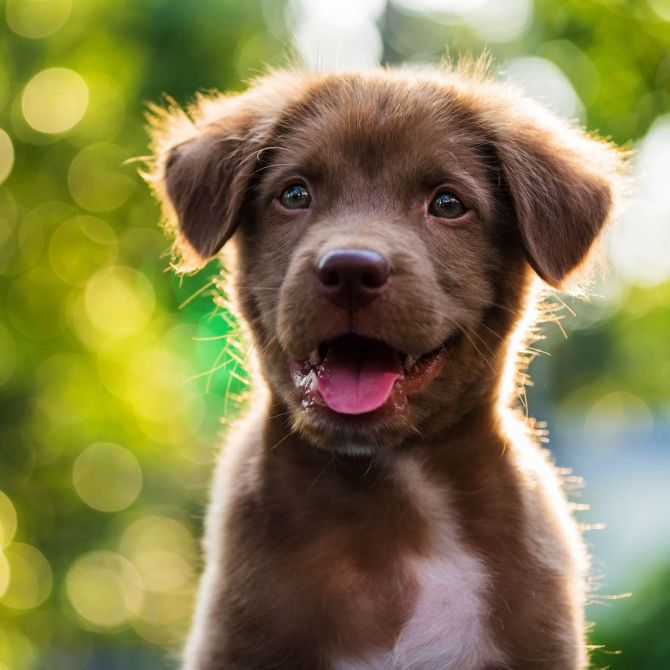 animali persone appartenenti ad altre specie - esseri senzienti - chi sono gli animali