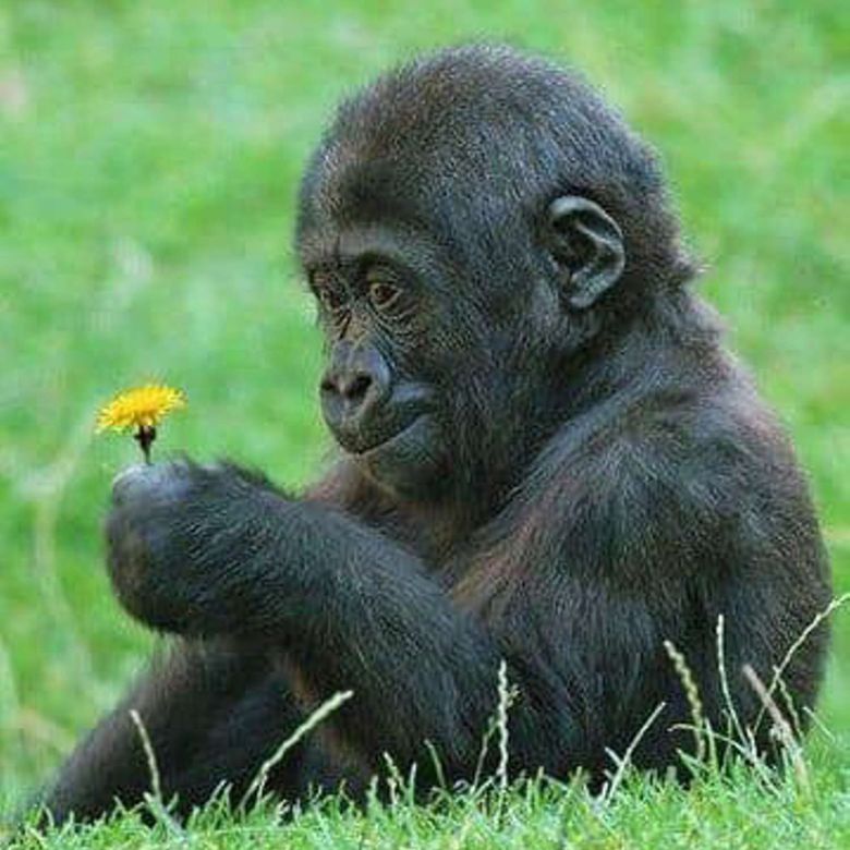 Gli animali sono semplici proprietà dell'uomo o individui dotati di una propria personalità che li rende esseri unici e irripetibili? Le evidenze scientifiche, l'etologia e alcune importanti decisioni giudiziarie aiutano a comprendere perché sarebbe corretto riconoscere agli animali la dignità di "persone non umane".