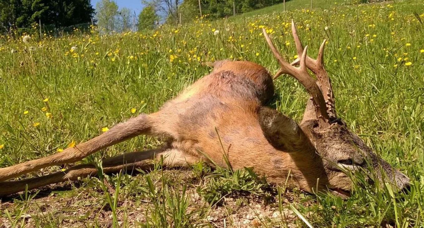 sfatiamo alcuni miti sulla caccia - uccidere per divertimento - cacciatori - bugie sulla caccia