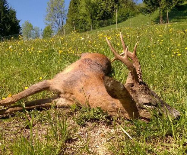 I cacciatori hanno fatto una straordinaria operazione di marketing per apparire agli occhi della gente come premurosi custodi della fauna selvatica. In questo articolo sfateremo questi falsi miti, mostrando la caccia per quello che è: una perversione sadica che, mediamente, causa la morte di 28 perone all’anno.